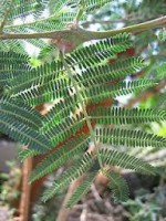 /album/acacia-la-formula-8-3/images-7-jpg/